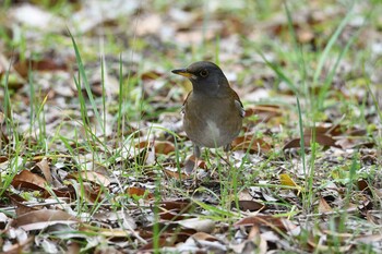 Pale Thrush Akashi Park Fri, 3/4/2022