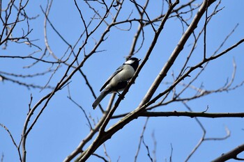 Japanese Tit Akashi Park Sat, 3/5/2022