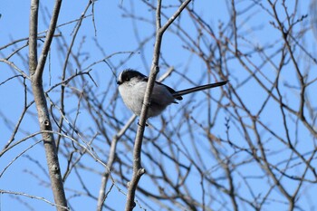 Long-tailed Tit Akashi Park Thu, 2/10/2022