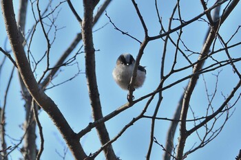 エナガ 明石公園 2022年2月10日(木)