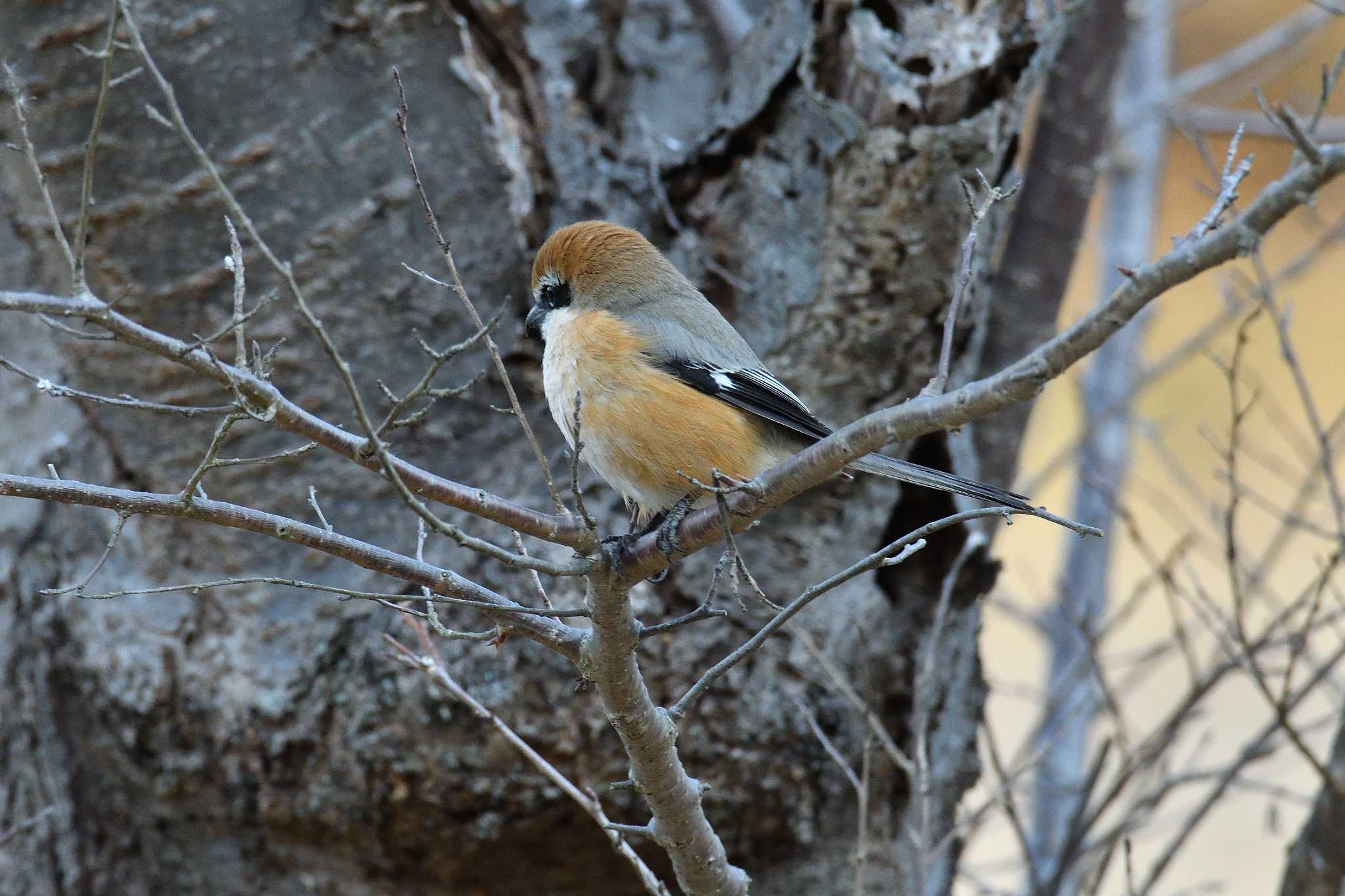 Photo of Bull-headed Shrike at Akashi Park by kazu