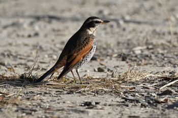 Dusky Thrush Akashi Park Thu, 2/10/2022