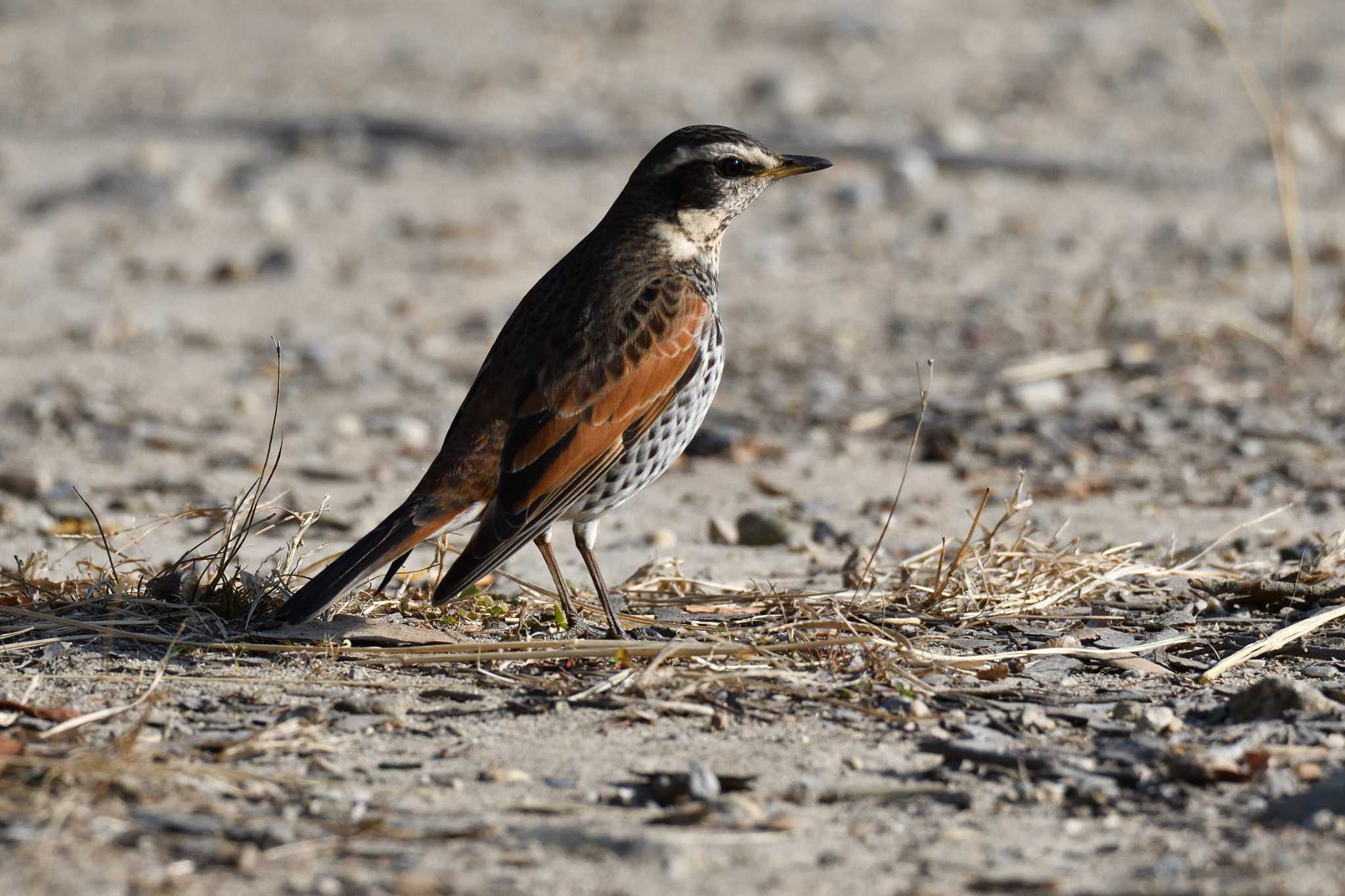 Photo of Dusky Thrush at Akashi Park by kazu