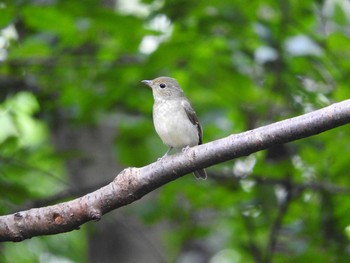 Narcissus Flycatcher Unknown Spots Sat, 9/30/2017