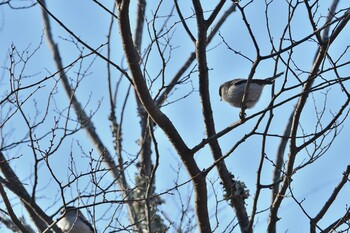 Long-tailed Tit Akashi Park Thu, 2/10/2022