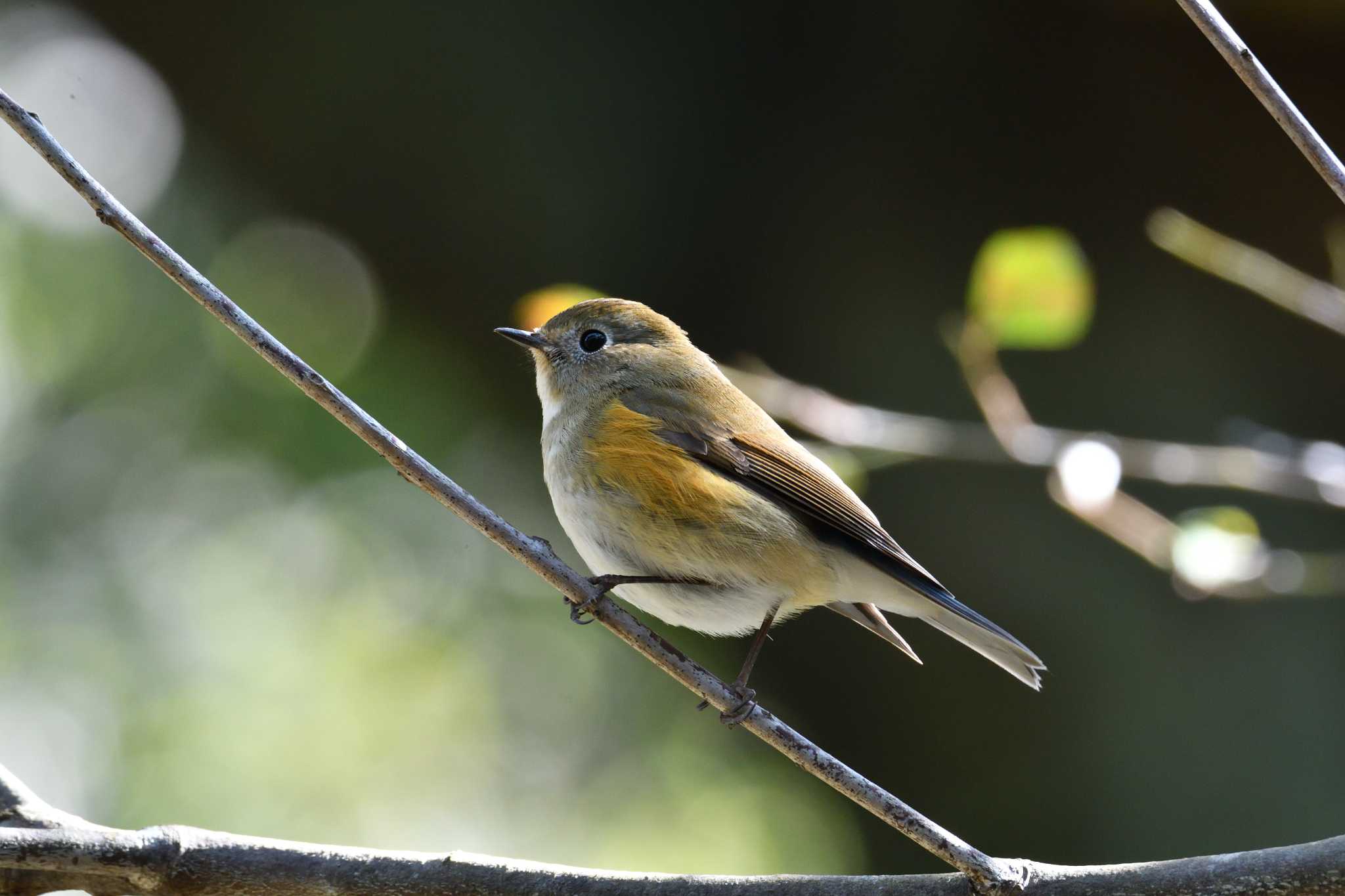 Photo of Red-flanked Bluetail at Akashi Park by kazu
