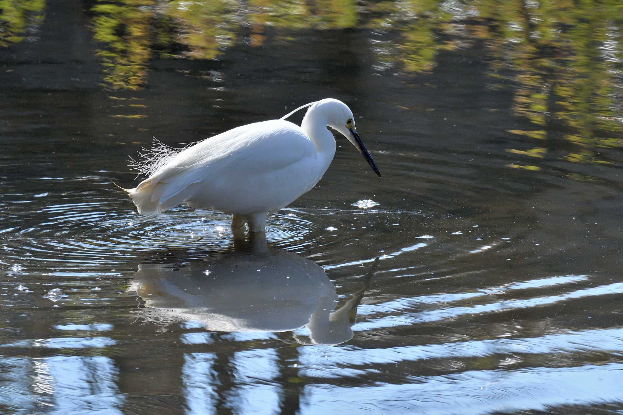 明石公園 コサギの写真 by kazu