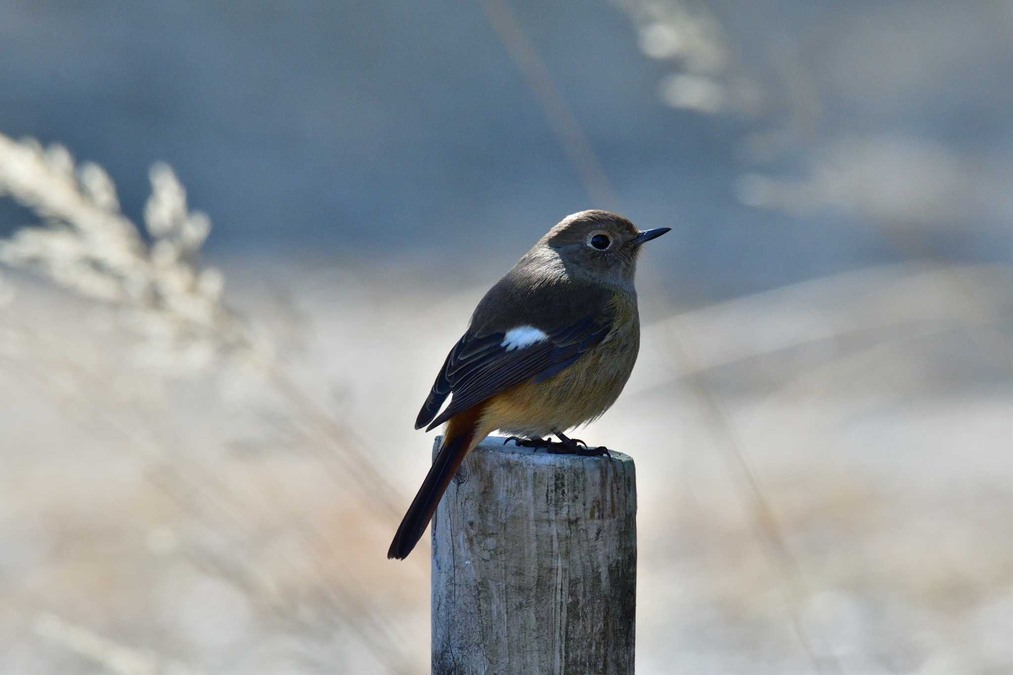 Daurian Redstart