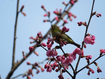 メジロ 場所が不明 2022年3月10日(木)