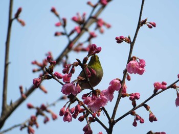 メジロ 場所が不明 2022年3月10日(木)