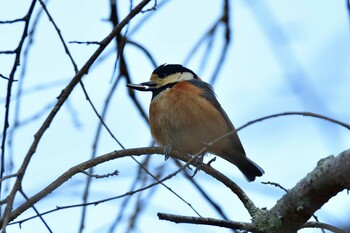 Varied Tit Akashi Park Wed, 2/23/2022