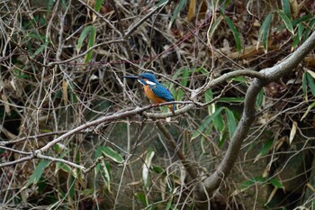 カワセミ 明石公園 2022年2月23日(水)