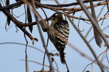 Japanese Pygmy Woodpecker Akashi Park Wed, 2/23/2022