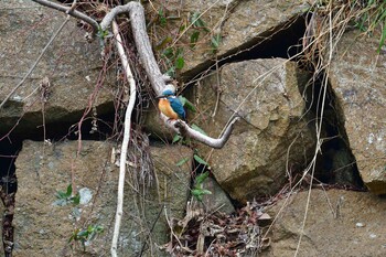 Common Kingfisher Akashi Park Wed, 2/23/2022