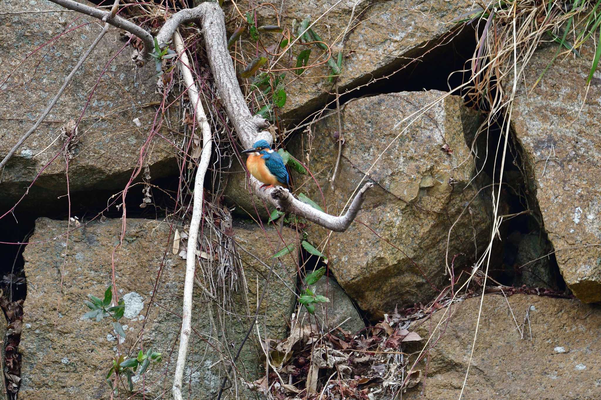 Photo of Common Kingfisher at Akashi Park by kazu