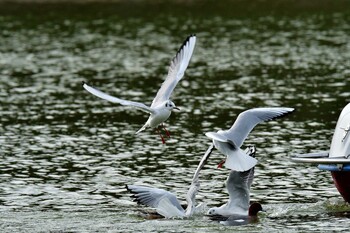 ユリカモメ 明石公園 2022年2月6日(日)