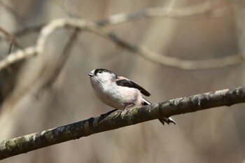 Long-tailed Tit 平谷川 Thu, 3/10/2022