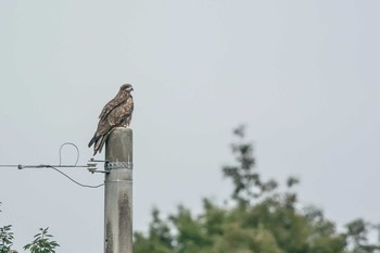 Black Kite Mikiyama Forest Park Thu, 10/5/2017