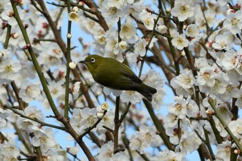 メジロ 東京都北区 2022年3月10日(木)