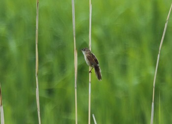 Marsh Grassbird 青森県 Sat, 6/4/2016