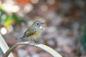 Red-flanked Bluetail Unknown Spots Thu, 3/10/2022