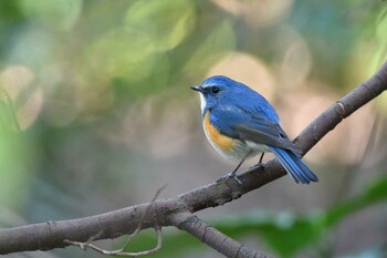 Red-flanked Bluetail Unknown Spots Thu, 3/10/2022