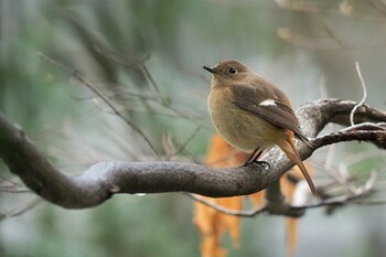 Daurian Redstart Unknown Spots Sun, 2/20/2022