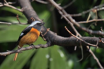 Daurian Redstart Unknown Spots Sat, 3/5/2022