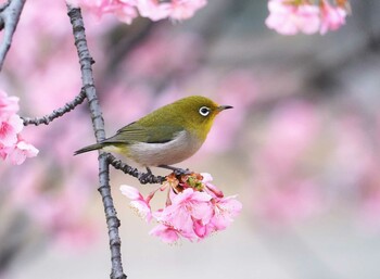 Warbling White-eye Unknown Spots Fri, 3/4/2022