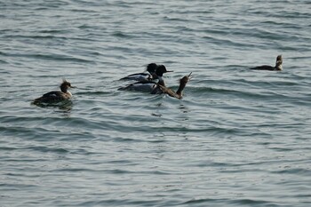 Red-breasted Merganser 境水道 Thu, 3/10/2022