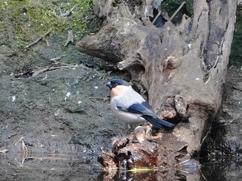 Eurasian Bullfinch(rosacea) 八溝県民休養公園 Wed, 3/9/2022