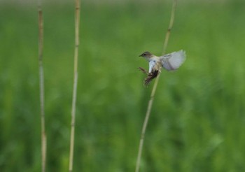 Marsh Grassbird 青森県 Sat, 6/4/2016