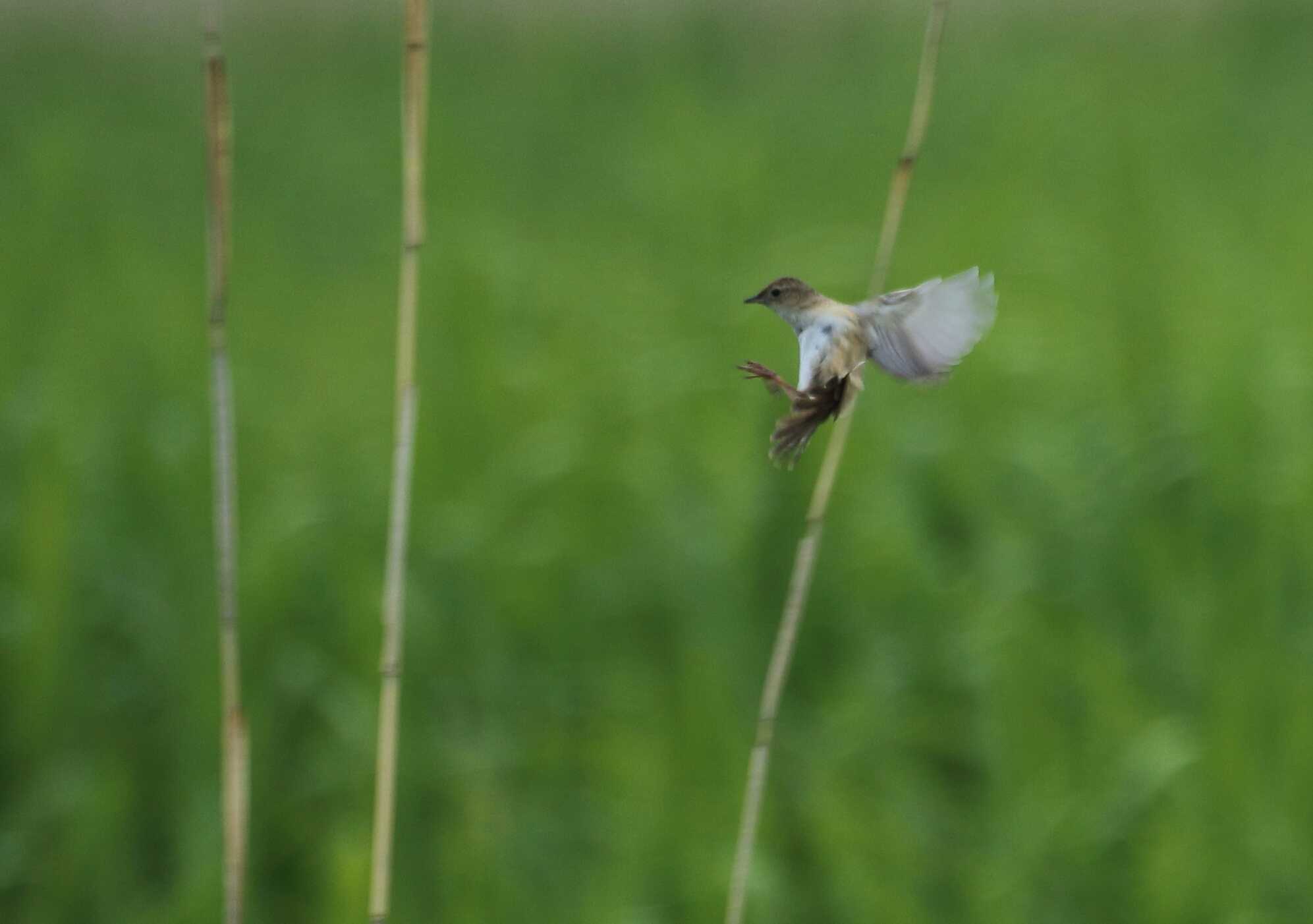 Photo of Marsh Grassbird at 青森県 by Nozomi Kamada