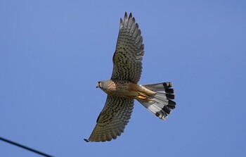 2022年3月10日(木) 恩智川治水緑地の野鳥観察記録