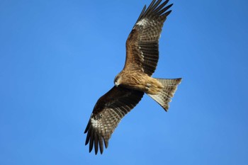 Black Kite 青森県 Sun, 1/24/2016