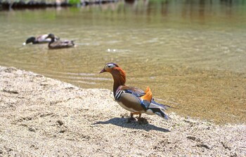 オシドリ 上高地 1995年5月27日(土)