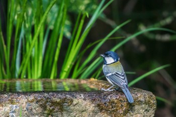 Japanese Tit Kyoto Gyoen Thu, 11/17/2016