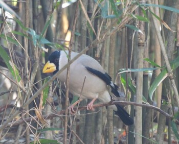 2022年3月10日(木) 大室公園の野鳥観察記録