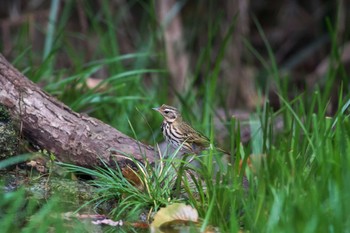 Olive-backed Pipit Kyoto Gyoen Thu, 11/17/2016