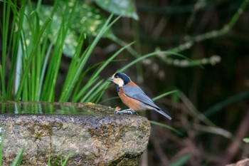 Varied Tit Kyoto Gyoen Thu, 11/17/2016