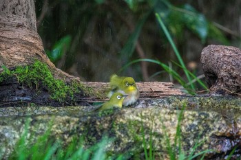 Warbling White-eye Kyoto Gyoen Thu, 11/17/2016