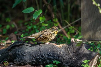 Masked Bunting Kyoto Gyoen Thu, 11/17/2016