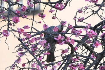 2022年3月10日(木) 宝梅の野鳥観察記録