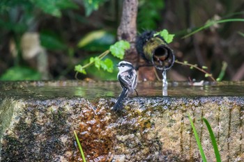 Long-tailed Tit Kyoto Gyoen Thu, 11/17/2016