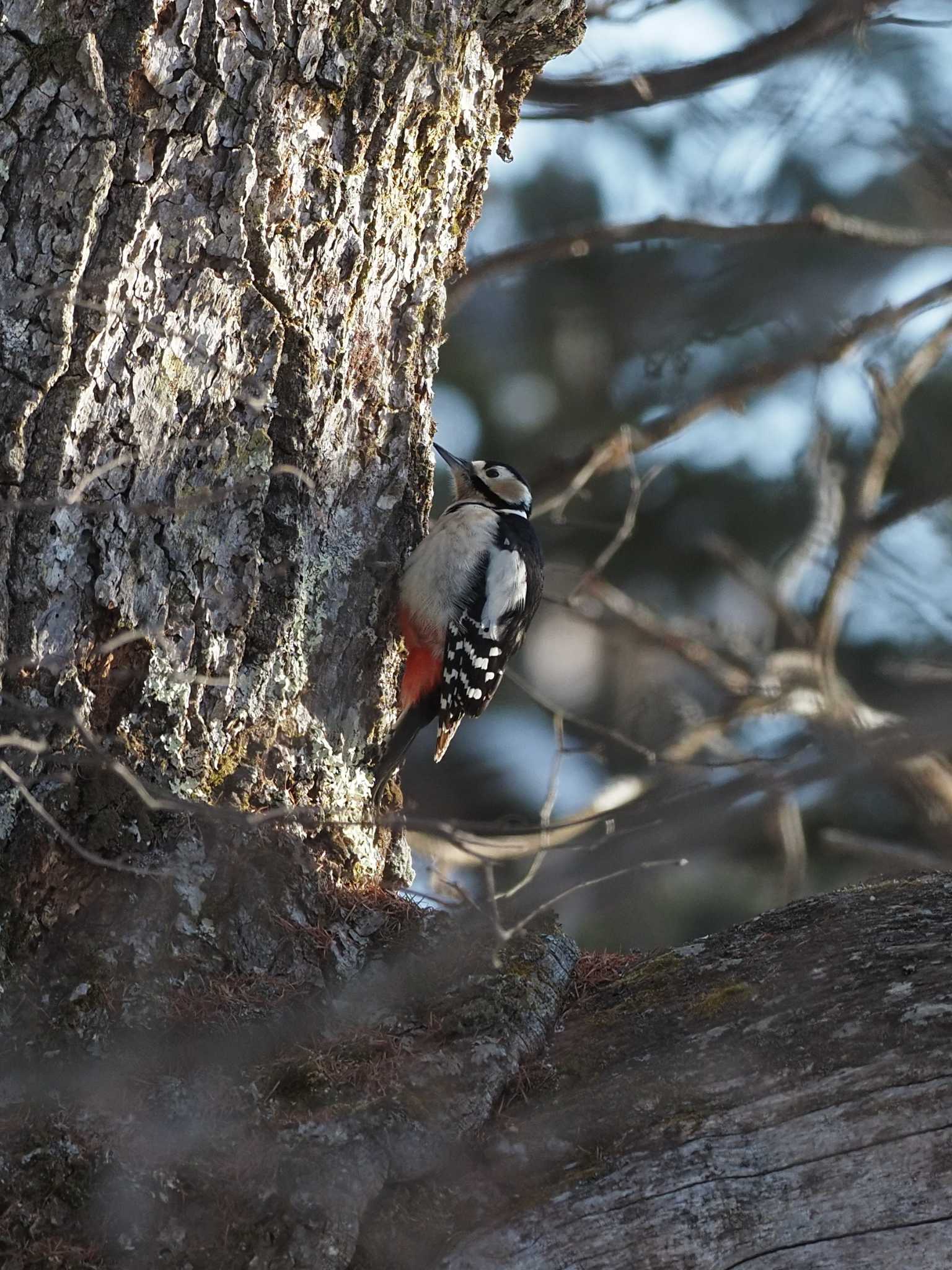 アカゲラ