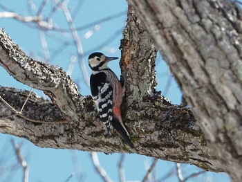 White-backed Woodpecker 奥日光(戦場ヶ原,湯滝) Wed, 3/9/2022