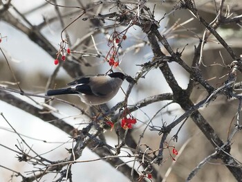 Eurasian Bullfinch 奥日光(戦場ヶ原,湯滝) Wed, 3/9/2022