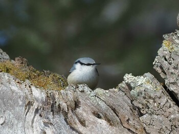 Eurasian Nuthatch 奥日光(戦場ヶ原,湯滝) Wed, 3/9/2022