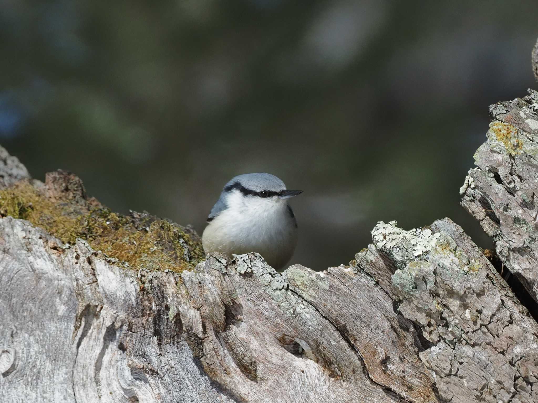 Photo of Eurasian Nuthatch at 奥日光(戦場ヶ原,湯滝) by SIVA_RIVER