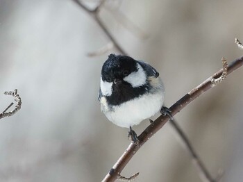 Coal Tit 奥日光(戦場ヶ原,湯滝) Wed, 3/9/2022